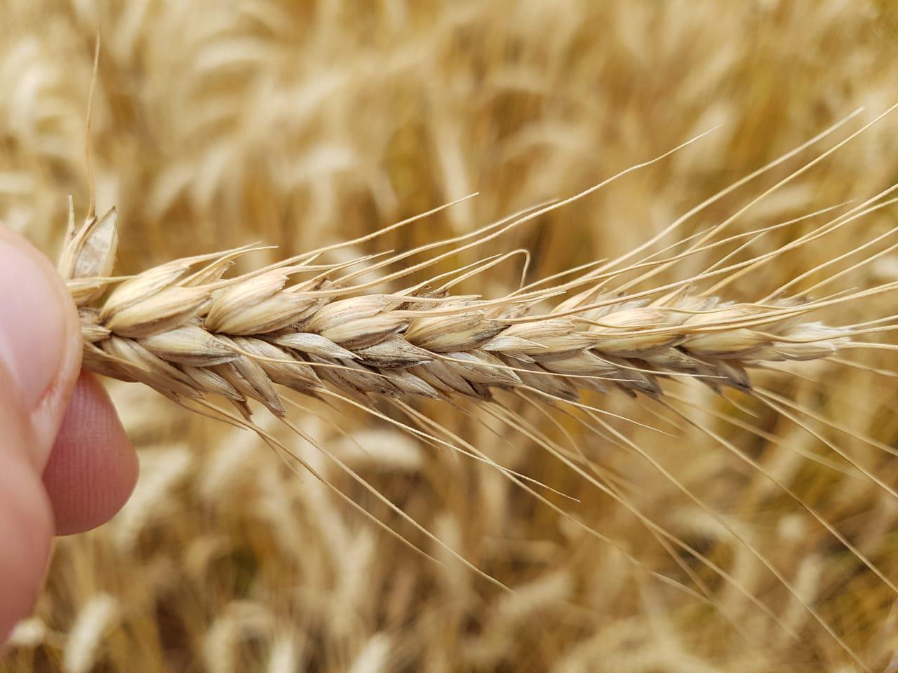 FORTE ALGAS — fertilizante orgânico para pastagens AGROMAIA